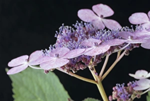 Hydrangea Serrata Prints: Hydrangea