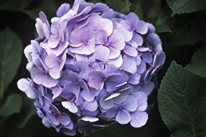 Blue Hydrangea Prints: Hydrangea flower head
