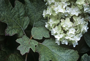 Hydrangea Paniculata Prints: Hydrangea Grandiflora