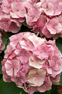 Hydrangea Macrophylla Prints: Hydrangea macrophylla Rosita