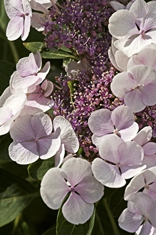 Hydrangea Macrophylla Prints: Hydrangea macrophylla Teller Blanc