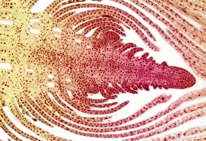 Aquatic Plant Structure Prints: Hydrilla bud, light micrograph