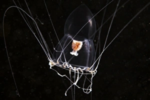 Images Dated 31st August 2011: Hydromedusa Print - Medusae Stage of a Halitholus sp. Hydrozoan