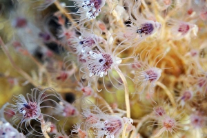 Deep Sea Creatures Images Prints: Hydrozoa