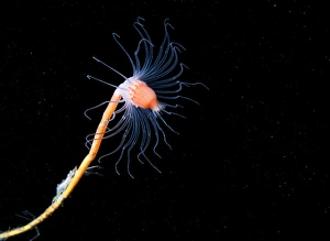 Cnidarian Species Prints: Hydrozoan
