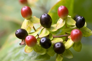 Hypericum calycinum Autumn Berries Print