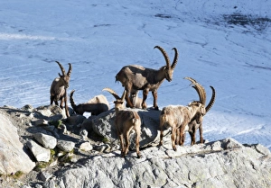 Mountain Goat Photography Prints: Ibex by a glacier