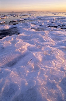 Prints of Ice floe. Afternoon sun shining on sea ice. Photographed at Boundary Bay, Delta, British Columbia, Canada, in January Images Dated 2006 February: Boundary Bay Sea Ice Print