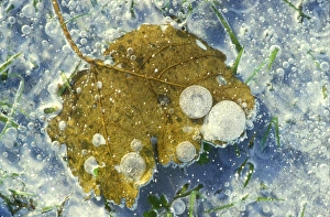 Ice Covered Leaves Prints: Ice over a poplar leaf