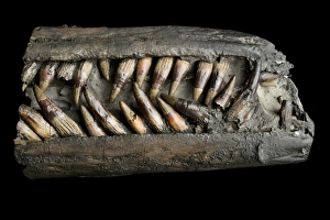 Lyme Regis Fossils Prints: Ichthyosaur snout