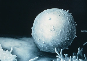 Immune System Cells Prints: Illustration based on SEM of a single T-lymphocyte