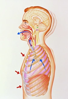 Illustration of the exhalation phase of coughing Illustration of the exhalation phase of coughing