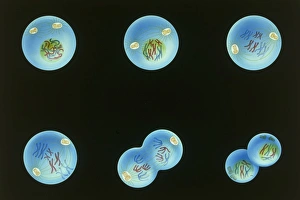 Illustration of the first stage of Meiosis Illustration of the first stage of Meiosis