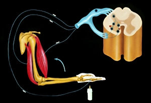 Illustration of human nervous reflex arc Illustration of human nervous reflex arc