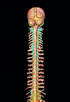 Illustration of the human spinal cord and brain Illustration of the human spinal cord and brain