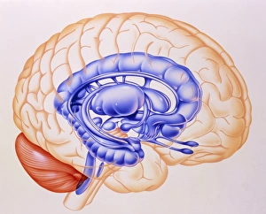 Prints of Limbic system. Illustration of the anatomical structures of the limbic system of the brain. The limbic system is represented in blue Images Dated 2003 May: Limbic System Brain Print
