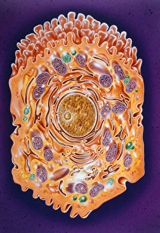 Illustration of a liver cell Illustration of a liver cell
