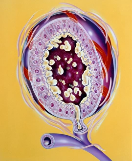 Illustration of a milk gland in the breast Illustration of a milk gland in the breast
