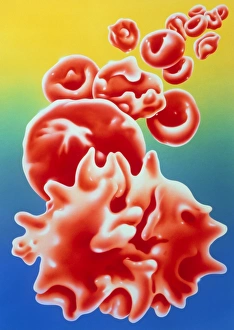 illustration of red blood cells in thalassaemia illustration of red blood cells in thalassaemia