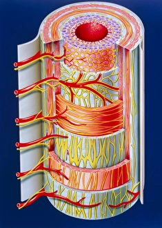 Illustration of the small intestine Illustration of the small intestine