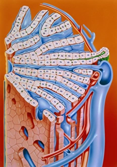 Human Liver Anatomy Prints: Illustration of the structure of the liver