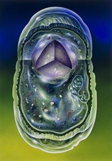 Illustration of structures of a typical bacterium Illustration of structures of a typical bacterium