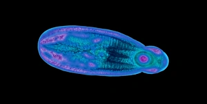 Light Micrograph Images Prints: Immature fluke, light micrograph