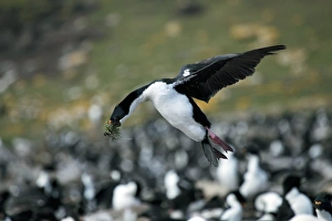 Cormorant Species Prints: Imperial shag with nesting material