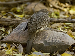 Arizona Wildlife Photos Prints: Inca dove