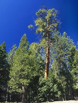 Incense cedar tree (Calocedrus decurrens) Incense cedar tree (Calocedrus decurrens)