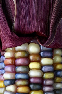 Indian Corn Print, multicoloured maize kernels