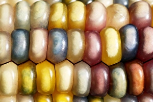 Zea Mays Prints: Indian corn