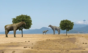 Prints of Indricotherium. Artists impression of a herd of Indricotherium (also known as Baluchitherium), extinct mammals that lived during the late Oligocene and early Miocene epoch, 20-30 million years ago Images Dated 2006 February: Indricotherium Print - A herd of Indricotherium, large herbivorous mammals