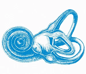 Inner Ear Anatomy Prints: Inner ear