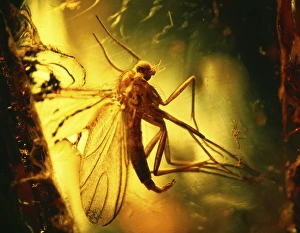 Images Dated 1993: Fossilised Midge Insect in Amber Print
