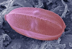 Coloured SEM Images Prints: Insect egg, SEM