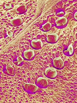 Scanning Electron Micrograph Insects Prints: Insect exoskeleton, SEM