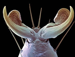 Scanning Electron Microscope Images Of Insects Prints: Insect foot, SEM