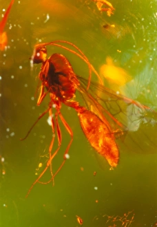 Insect fossilised in amber Insect fossilised in amber