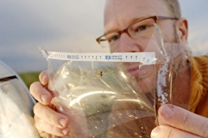 Prints of Insect trap. Photographer examines insects that have hit his car during a driving trip. The plastic insect trap was attached to the car headlamp and recorded the number of insects hit by the car Images Dated 2006 September: Insect trap Print, 30.5 x 40.6 cm
