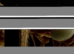 Scanning Electron Micrograph Insects Prints: Insects head, SEM