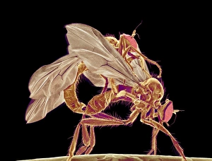 Insects mating Print, SEM