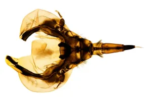 Insect Prints: Backswimmer Head Print, Light Micrograph