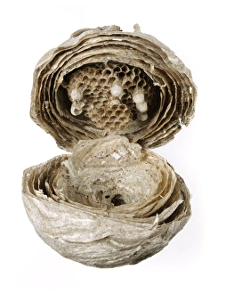 Images Dated 2nd August 2011: Wasp Nest Print