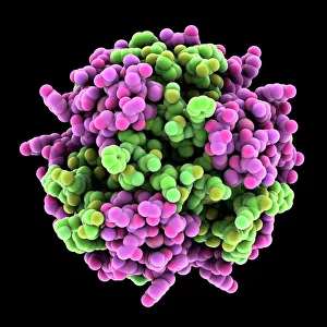 Prints of Artwork of a molecule of human insulin, a hormone produced by the pancreas which controls levels of glucose in the blood Images Dated 2011 March: Insulin Molecule Print