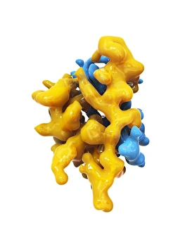 Blood Sugar Regulation Prints: Insulin molecule C014 / 2122