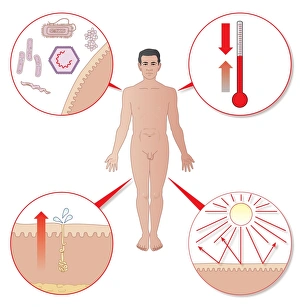 Prints of Integumentary system, computer artwork. The integumentary system comprises the skin, hair and nails. It is the largest organ of the human body Images Dated 2011 May: Integumentary System Print