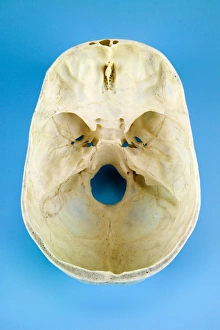 Prints of Human skull. Top view of the interior of a sectioned human skull. The front of the skull is at top Images Dated 2006 June: Top View of a Sectioned Human Skull Print