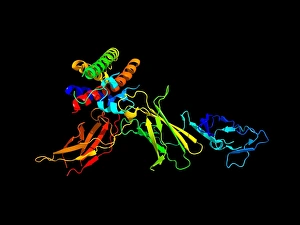 Interleukin-12 protein molecule Interleukin-12 protein molecule
