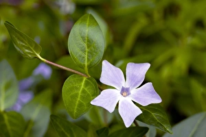 Spanish Wildflowers Prints: Intermediate periwinkle (Vinca difformis)